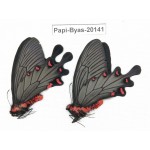 Byasa plutonius tytleri. China, Yunnan, Dali, Fengyi. 2M. Papi-Byas-20141.