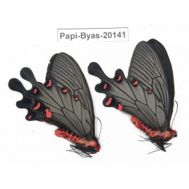 Byasa plutonius tytleri. China, Yunnan, Dali, Fengyi. 2M. Papi-Byas-20141.