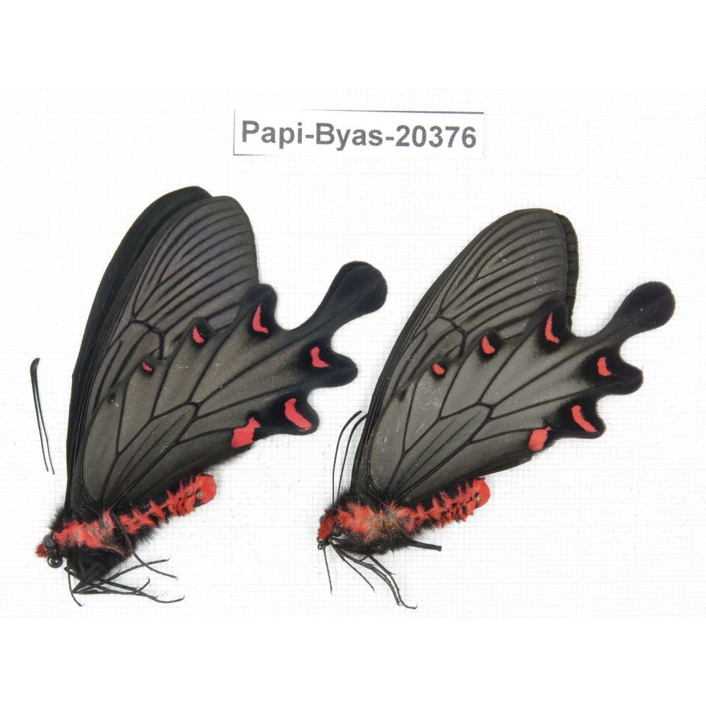 Byasa plutonius tytleri. China, Yunnan, Dali, S of Mt.Cangshan. 2M. Papi-Byas-20376.