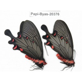 Byasa plutonius tytleri. China, Yunnan, Dali, S of Mt.Cangshan. 2M. Papi-Byas-20376.