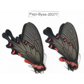 Byasa plutonius tytleri. China, Yunnan, Dali, S of Mt.Cangshan. 2M. Papi-Byas-20377.