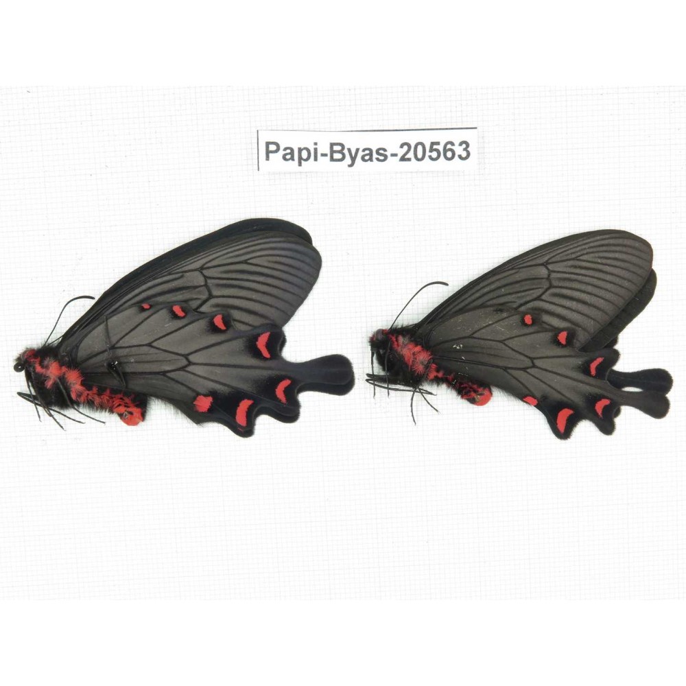 Byasa plutonius tytleri. China, Yunnan, Lijiang, W Part of Yulong county. 2M. Papi-Byas-20563.