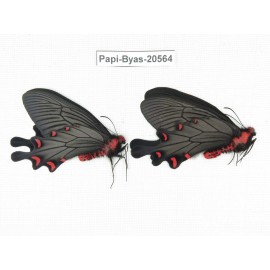 Byasa plutonius tytleri. China, Yunnan, Lijiang, W Part of Yulong county. 2M. Papi-Byas-20564.