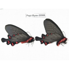 Byasa plutonius tytleri. China, Yunnan, Lijiang, W Part of Yulong county. 2M. Papi-Byas-20566.