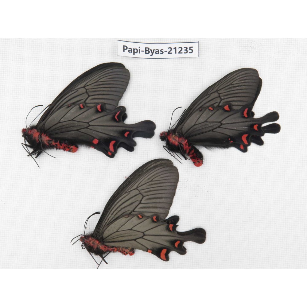 Byasa plutonius tytleri. China, Yunnan, Xiangerila, S of Weixi county. 2M1F. Papi-Byas-21235.