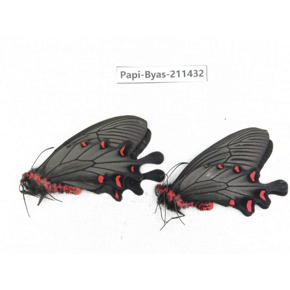 Byasa plutonius tytleri. China, Yunnan, Xiangerila, Weixi county, N of Mt.Yunling. 2M. Papi-Byas-211432.