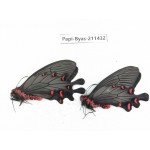 Byasa plutonius tytleri. China, Yunnan, Xiangerila, Weixi county, N of Mt.Yunling. 2M. Papi-Byas-211432.