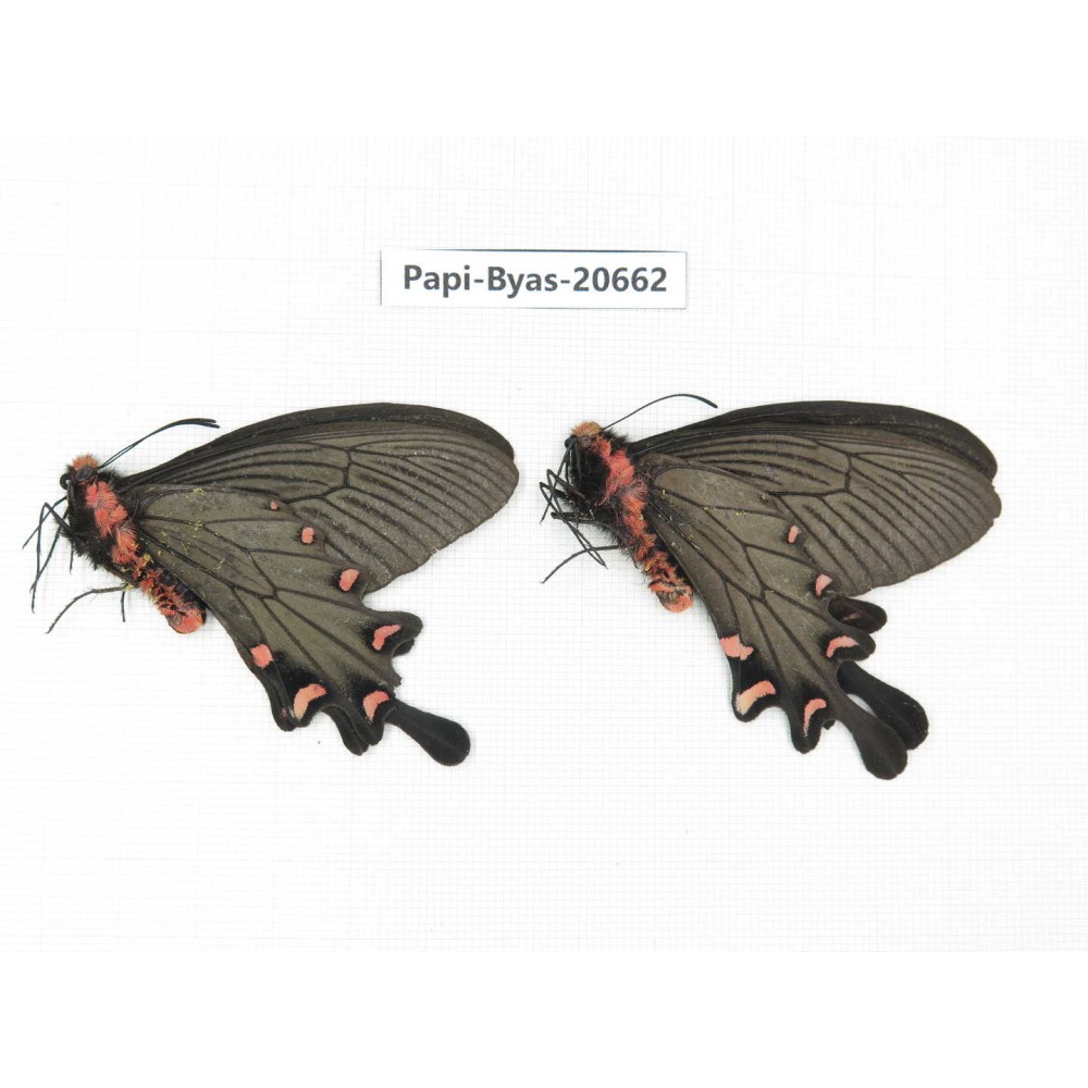 Byasa plutonius tytleri. China, Yunnan, Xianggerila, about 90km S of Zhongdian. 2M. Papi-Byas-20662.