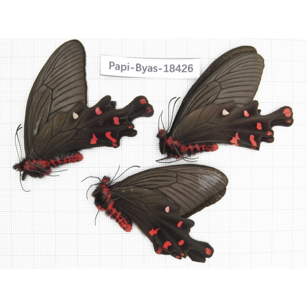 Byasa polyeuctes lama. China, Sichuan, Kangding. 3M. Papi-Byas-18426.