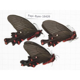 Byasa polyeuctes lama. China, Sichuan, Kangding. 3M. Papi-Byas-18426.