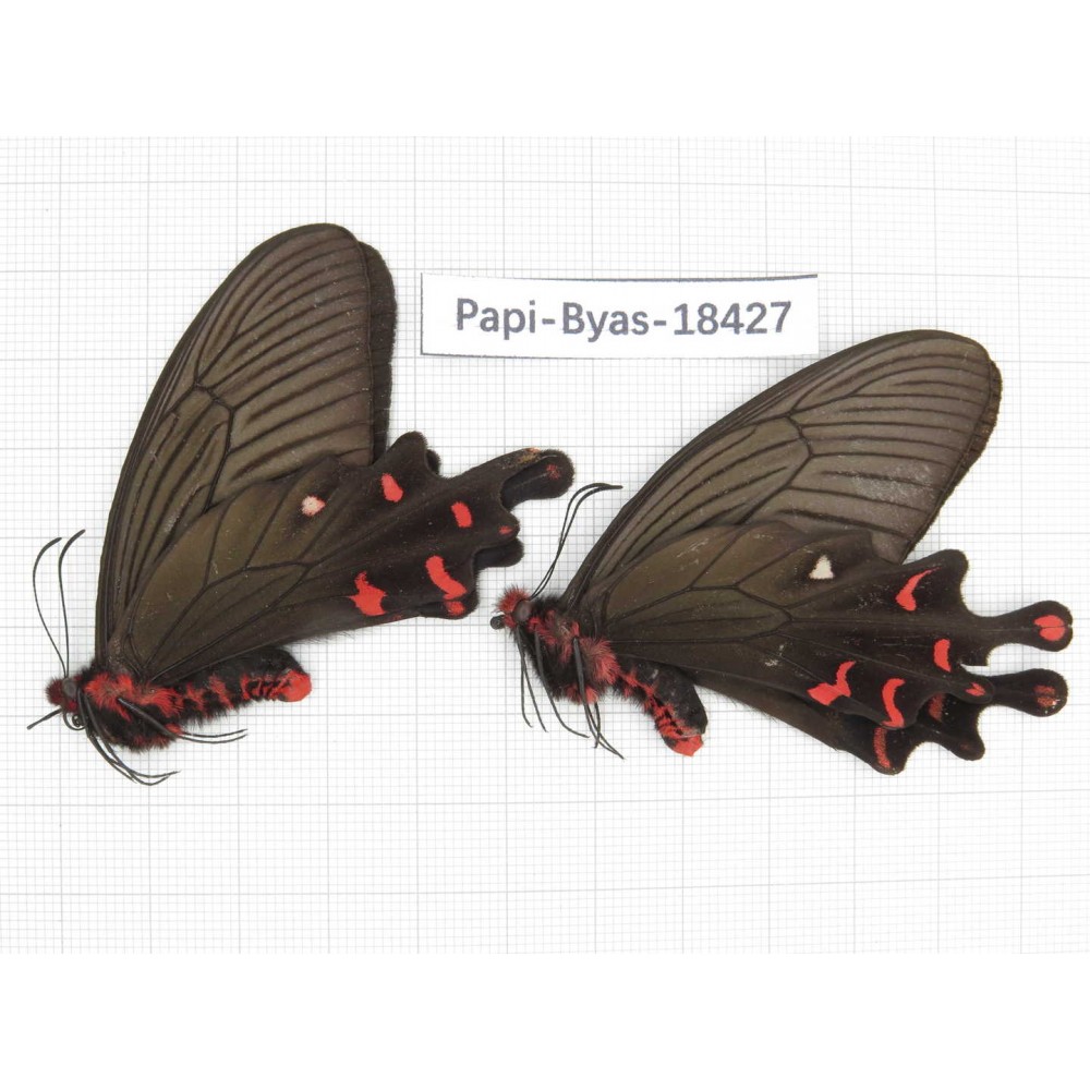 Byasa polyeuctes lama. China, Sichuan, Kangding. 2M. Papi-Byas-18427.