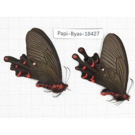 Byasa polyeuctes lama. China, Sichuan, Kangding. 2M. Papi-Byas-18427.