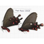Byasa polyeuctes lama. China, Sichuan, Kangding. 2M. Papi-Byas-18428.