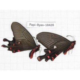 Byasa polyeuctes lama. China, Sichuan, Kangding. 2M. Papi-Byas-18428.