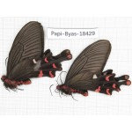 Byasa polyeuctes lama. China, Sichuan, Kangding. 2M. Papi-Byas-18429.