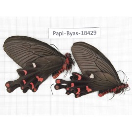 Byasa polyeuctes lama. China, Sichuan, Kangding. 2M. Papi-Byas-18429.
