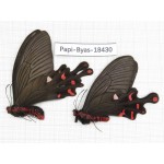 Byasa polyeuctes lama. China, Sichuan, Kangding. 2M. Papi-Byas-18430.