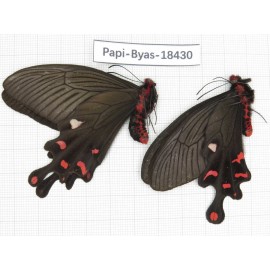 Byasa polyeuctes lama. China, Sichuan, Kangding. 2M. Papi-Byas-18430.