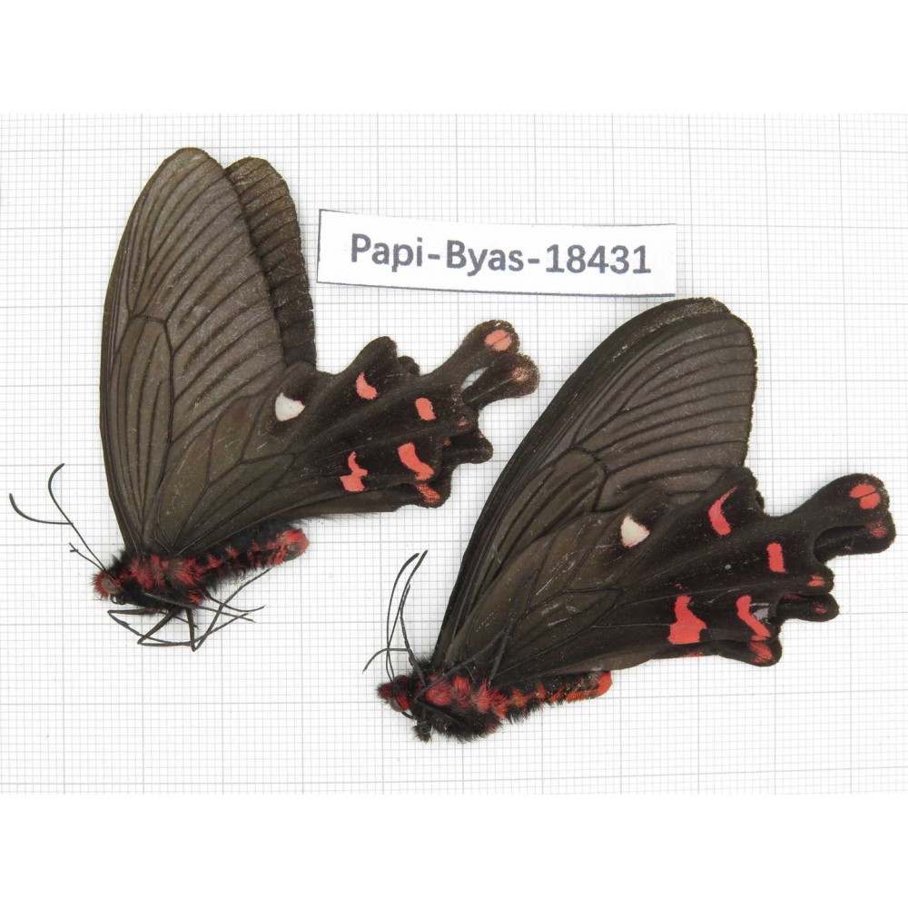 Byasa polyeuctes lama. China, Sichuan, Kangding. 2M. Papi-Byas-18431.