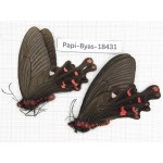 Byasa polyeuctes lama. China, Sichuan, Kangding. 2M. Papi-Byas-18431.