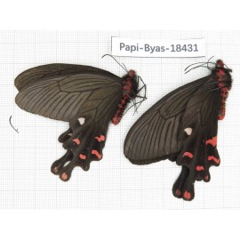 Byasa polyeuctes lama. China, Sichuan, Kangding. 2M. Papi-Byas-18431.