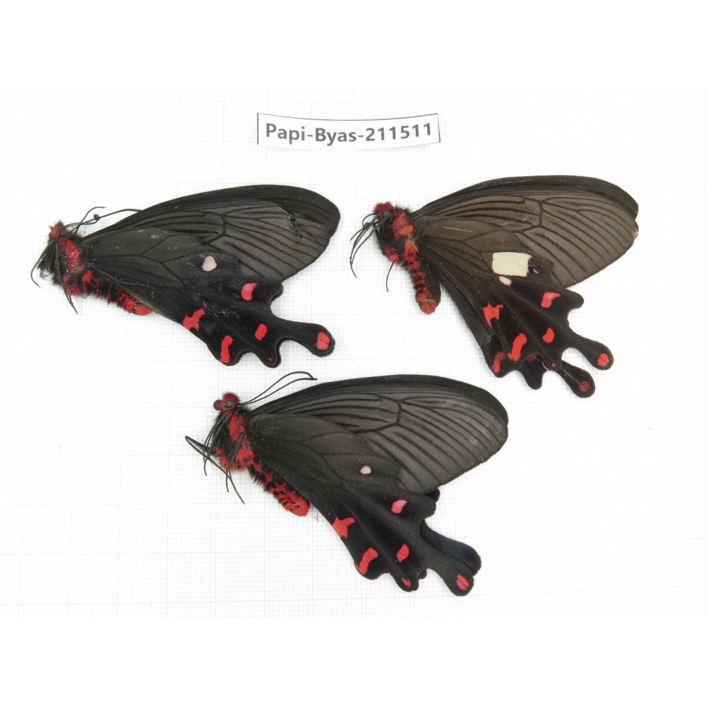 Byasa polyeuctes ssp. China, Sichuan, Liangshan, Dechang county. 3M. Papi-Byas-211511.