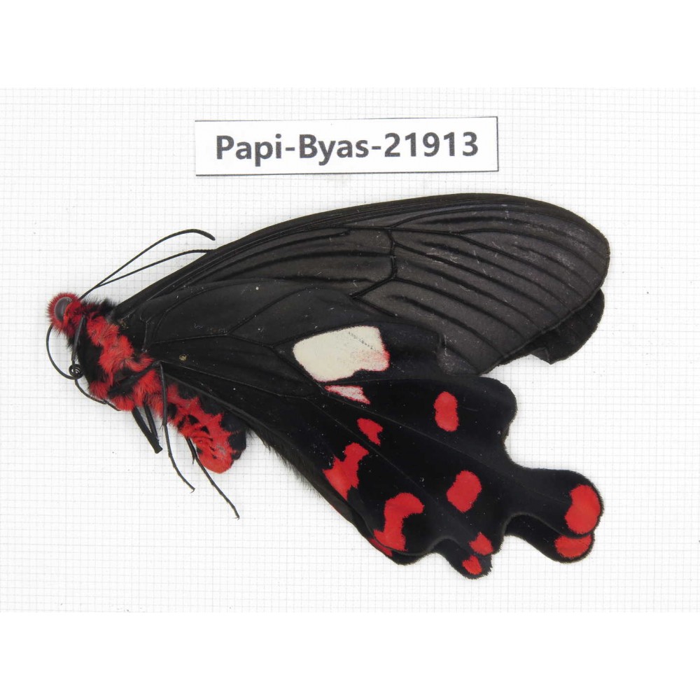 Byasa polyeuctes ssp. China, Tibet, Motuo county, Beibeng. 1M. Papi-Byas-21913.
