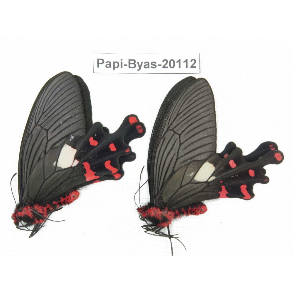 Byasa polyeuctes polyeuctes. China, Yunnan, Dali, Fengyi. 2M. Papi-Byas-20112.