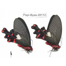 Byasa polyeuctes polyeuctes. China, Yunnan, Dali, Fengyi. 2M. Papi-Byas-20112.