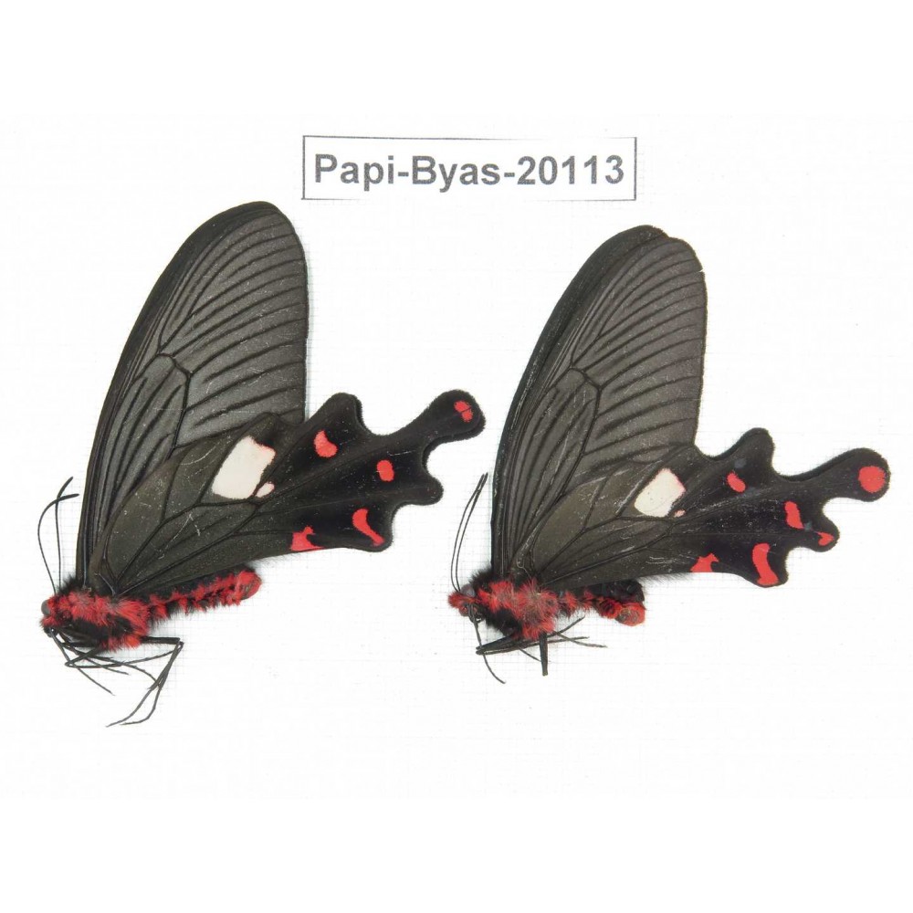 Byasa polyeuctes polyeuctes. China, Yunnan, Dali, Fengyi. 2M. Papi-Byas-20113.