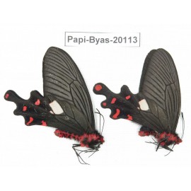 Byasa polyeuctes polyeuctes. China, Yunnan, Dali, Fengyi. 2M. Papi-Byas-20113.