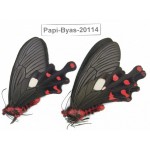 Byasa polyeuctes polyeuctes. China, Yunnan, Dali, Fengyi. 2M. Papi-Byas-20114.