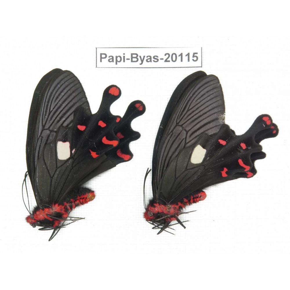 Byasa polyeuctes polyeuctes. China, Yunnan, Dali, Fengyi. 2M. Papi-Byas-20115.