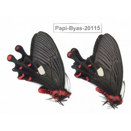 Byasa polyeuctes polyeuctes. China, Yunnan, Dali, Fengyi. 2M. Papi-Byas-20115.