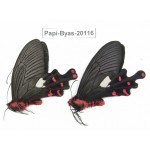 Byasa polyeuctes polyeuctes. China, Yunnan, Dali, Fengyi. 2M. Papi-Byas-20116.