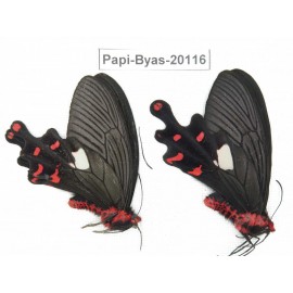 Byasa polyeuctes polyeuctes. China, Yunnan, Dali, Fengyi. 2M. Papi-Byas-20116.