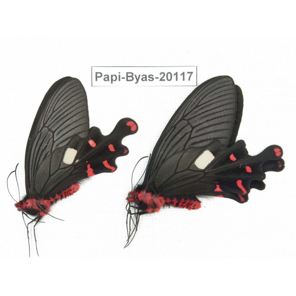 Byasa polyeuctes polyeuctes. China, Yunnan, Dali, Fengyi. 2M. Papi-Byas-20117.