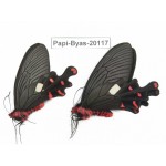 Byasa polyeuctes polyeuctes. China, Yunnan, Dali, Fengyi. 2M. Papi-Byas-20117.