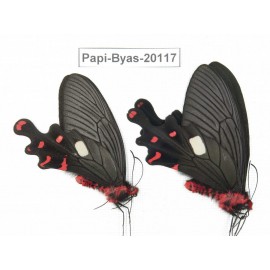 Byasa polyeuctes polyeuctes. China, Yunnan, Dali, Fengyi. 2M. Papi-Byas-20117.