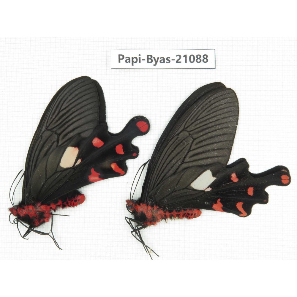 Byasa polyeuctes polyeuctes. China, Yunnan, Lijiang, C of Mt.Yunling. 2M. Papi-Byas-21088.