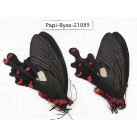 Byasa polyeuctes polyeuctes. China, Yunnan, Lijiang, C of Mt.Yunling. 2M. Papi-Byas-21089.