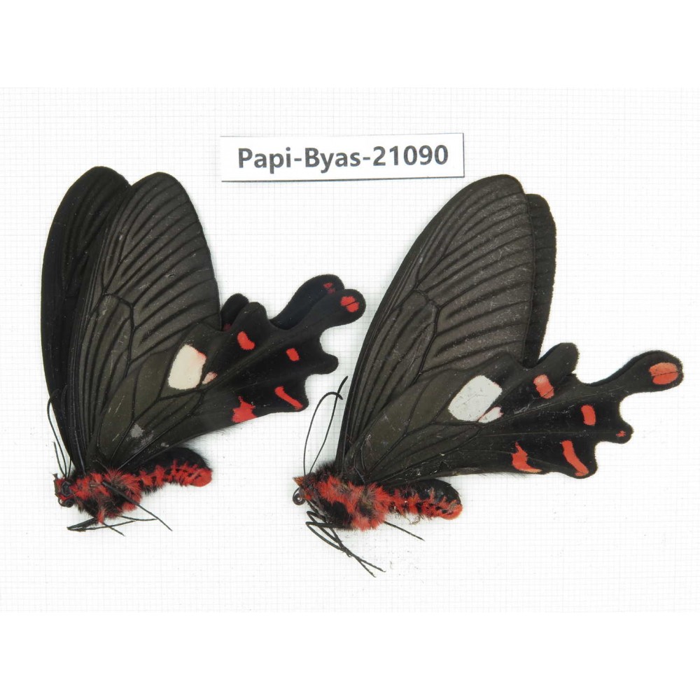 Byasa polyeuctes polyeuctes. China, Yunnan, Lijiang, C of Mt.Yunling. 2M. Papi-Byas-21090.