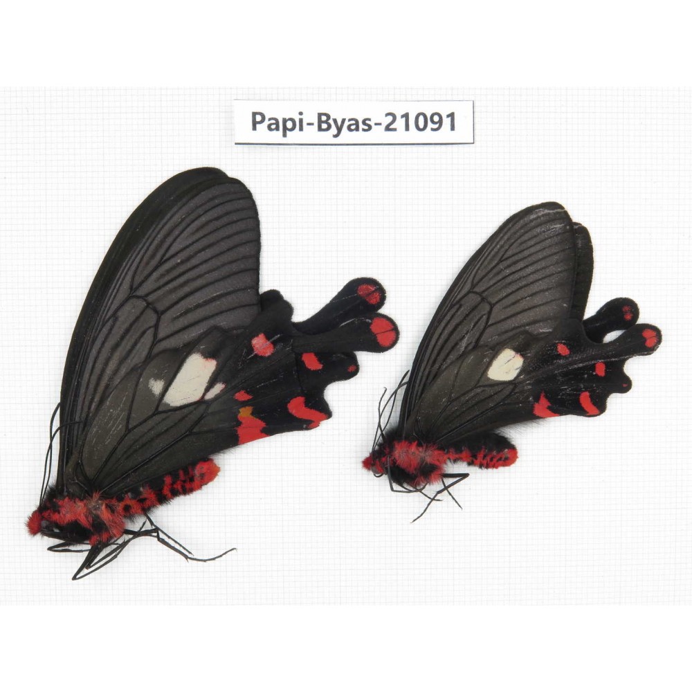 Byasa polyeuctes polyeuctes. China, Yunnan, Lijiang, C of Mt.Yunling. 2M. Papi-Byas-21091.