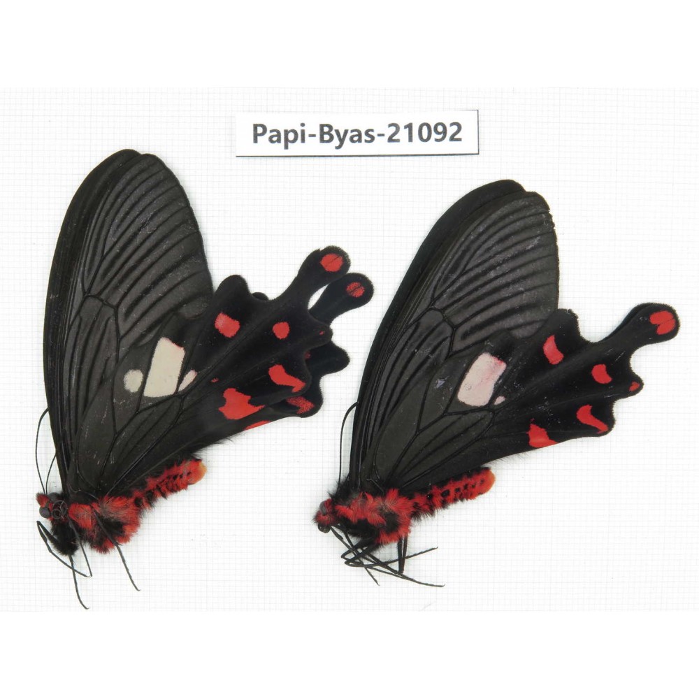 Byasa polyeuctes polyeuctes. China, Yunnan, Lijiang, C of Mt.Yunling. 2M. Papi-Byas-21092.