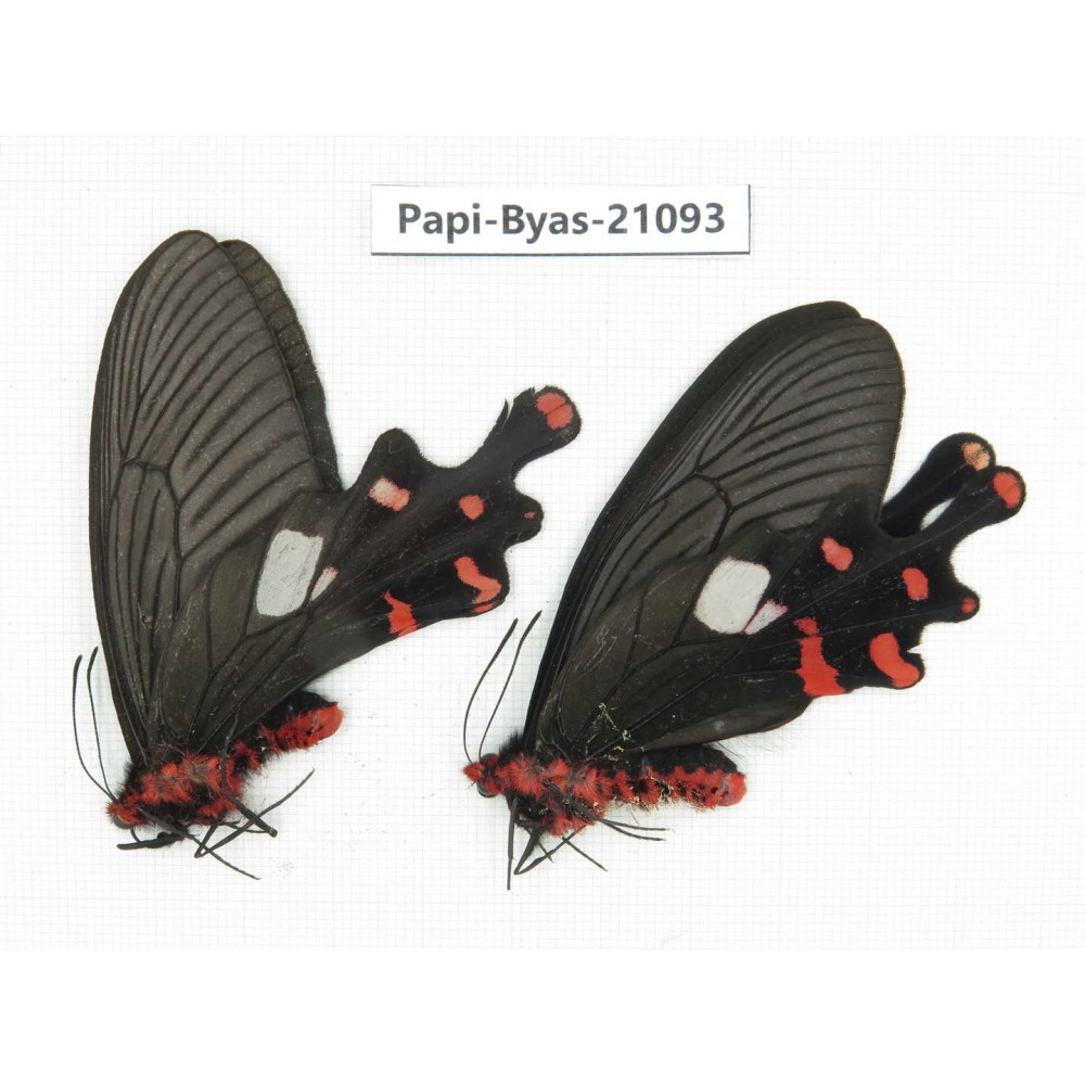 Byasa polyeuctes polyeuctes. China, Yunnan, Lijiang, C of Mt.Yunling. 2M. Papi-Byas-21093.
