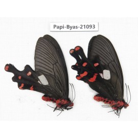 Byasa polyeuctes polyeuctes. China, Yunnan, Lijiang, C of Mt.Yunling. 2M. Papi-Byas-21093.