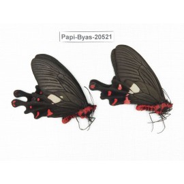 Byasa polyeuctes polyeuctes. China, Yunnan, Lijiang, Yulong county, Tacheng. 2M. Papi-Byas-20521.