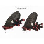 Byasa polyeuctes polyeuctes. China, Yunnan, Lijiang, Yulong county, Tacheng. 2M. Papi-Byas-20522.