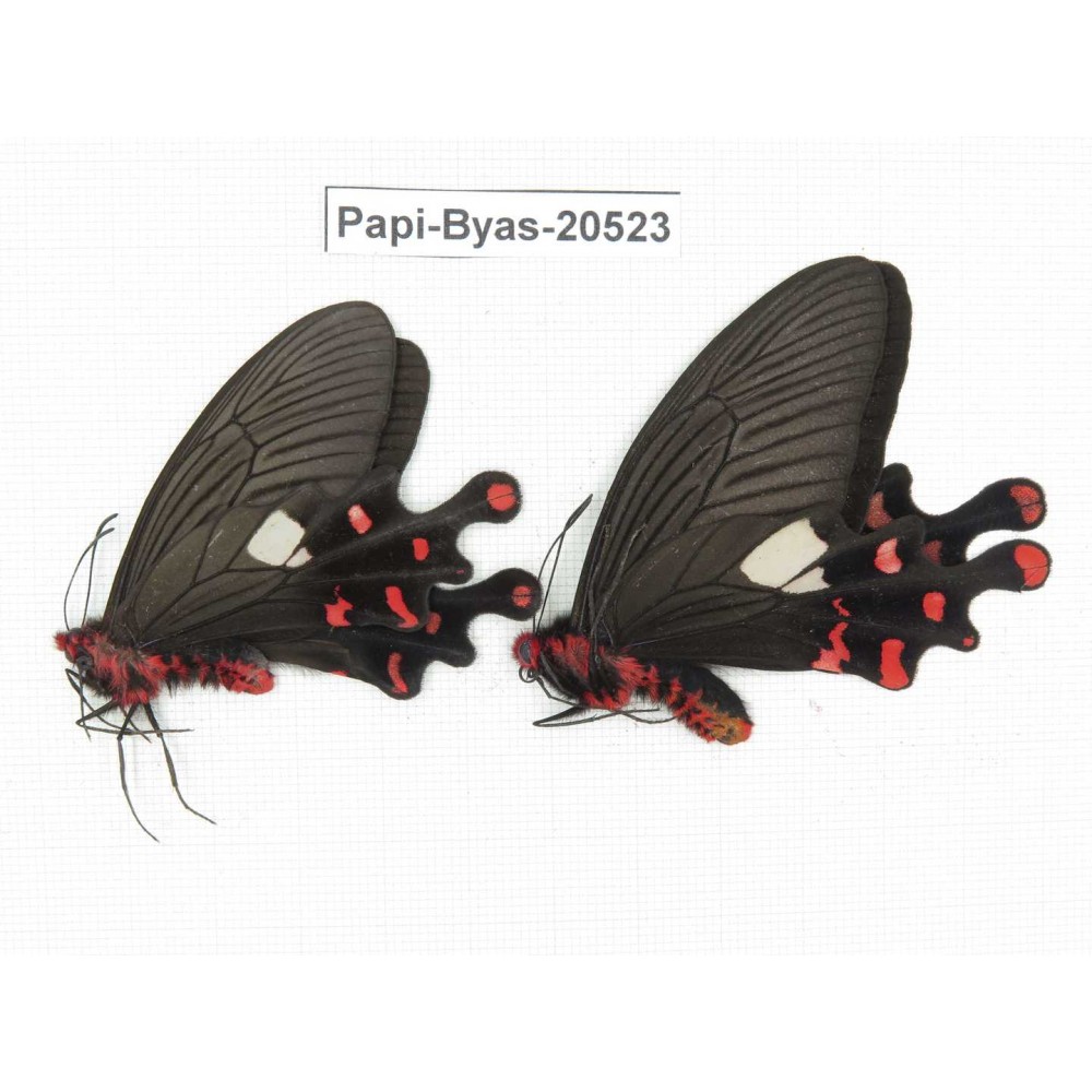 Byasa polyeuctes polyeuctes. China, Yunnan, Lijiang, Yulong county, Tacheng. 2M. Papi-Byas-20523.