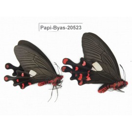 Byasa polyeuctes polyeuctes. China, Yunnan, Lijiang, Yulong county, Tacheng. 2M. Papi-Byas-20523.